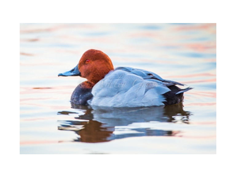 Wirral Bird Club - “Wonderful Winter Wildlife” -  Ashley Grove