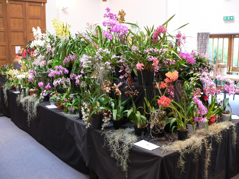 Suffolk Orchid Society's Annual Show