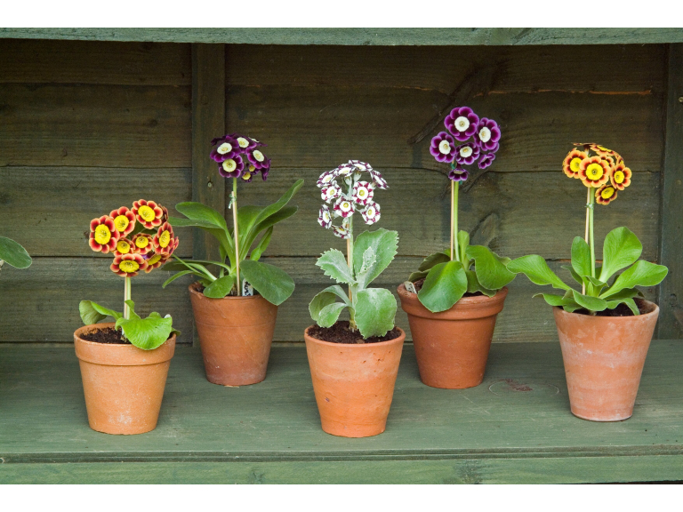 Auricula and Primula Society Show 