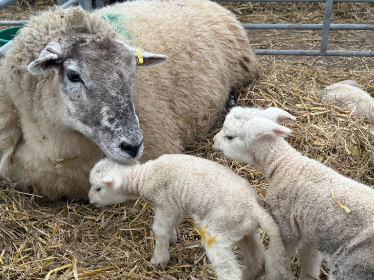 ‘Dancing’ sheep bring a unique look at farming life