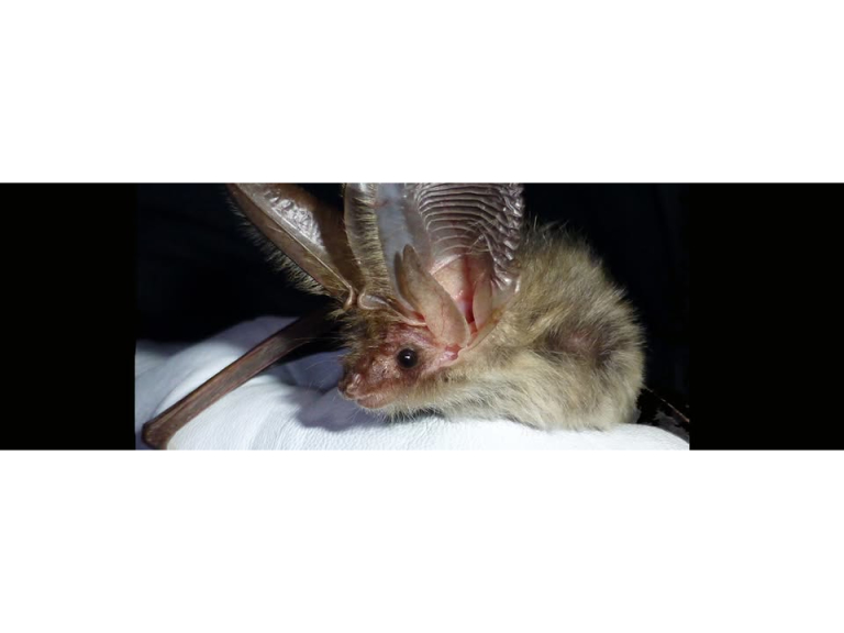 Bats at the Museum