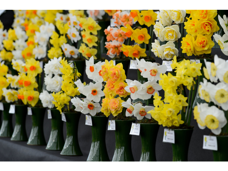 RHS Daffodil Show