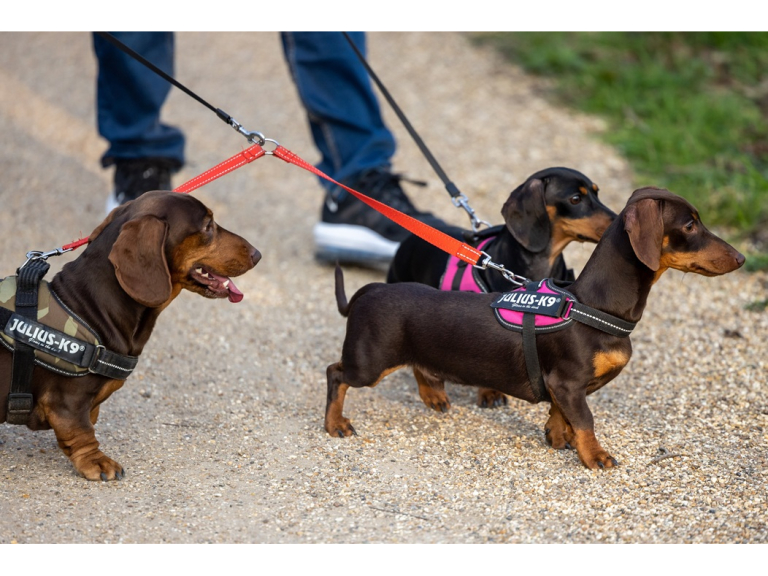 Walkies 