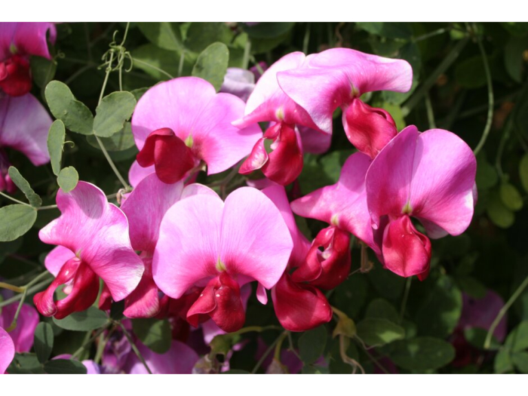 The Sweet Pea Show