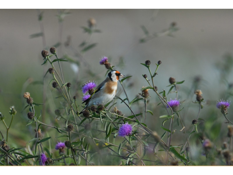 Dawn Chorus Walk