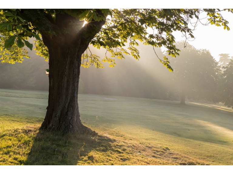 The Tree Listening Project