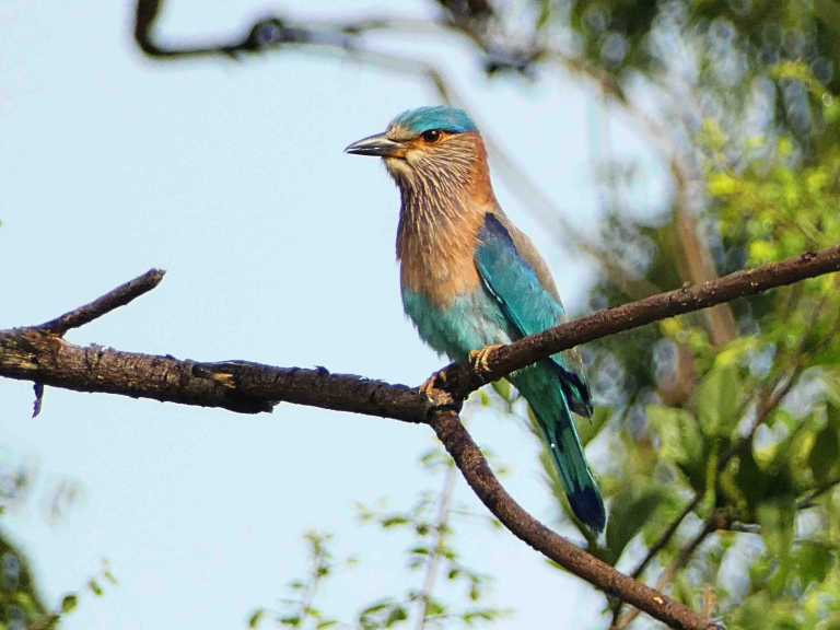 Wirral Bird Club - “Discover Sri Lanka” -  Hugh Stewart
