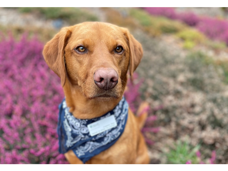 Walkies 