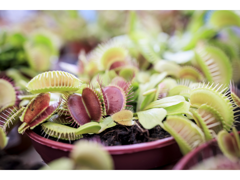 Ferns & Carnivorous Plants Show 