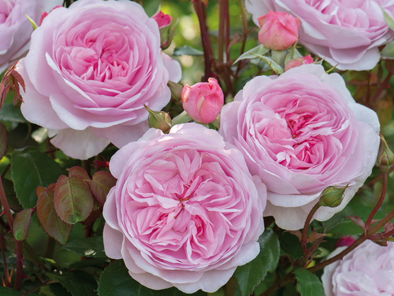 June in Bloom: A Chelsea-Inspired Talk from David Austin Roses
