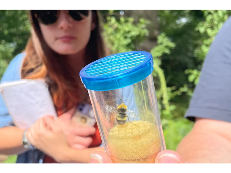 Bees Needs Science Festival 2026