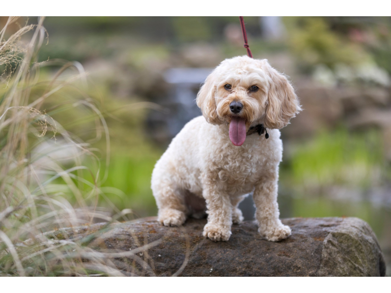 Walkies 