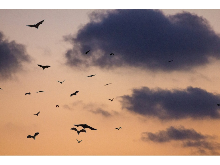 UK Bats talk and walk