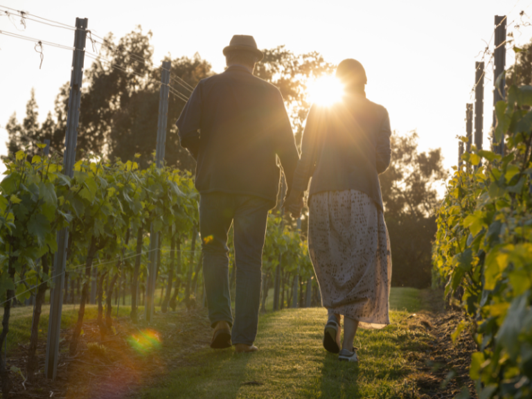 Evening Amongst the Vines 