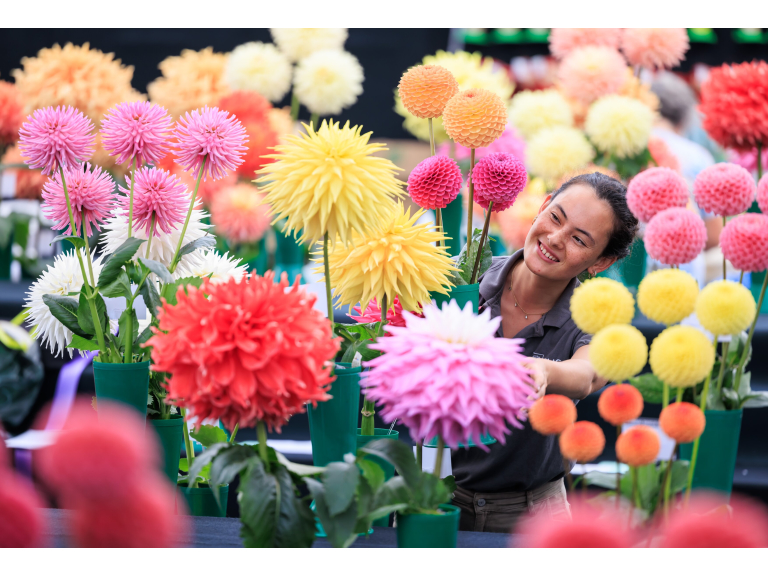 Celebration of Dahlias
