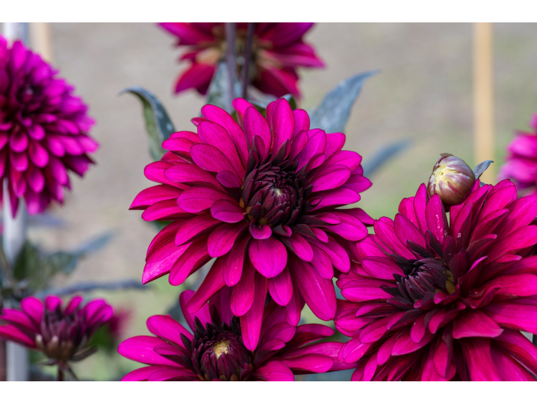 Visitors' Dahlia Competition