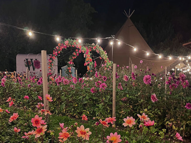 Disco in the Dahlias 