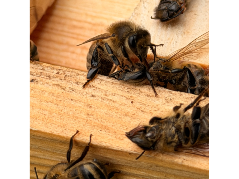 Behind the Hives: Bee Tour & Talk