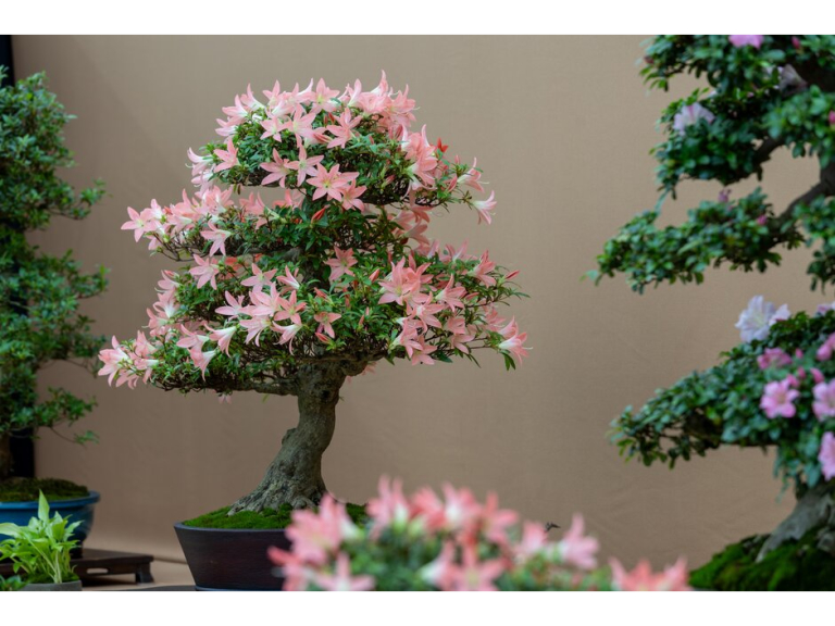 Bonsai Show 