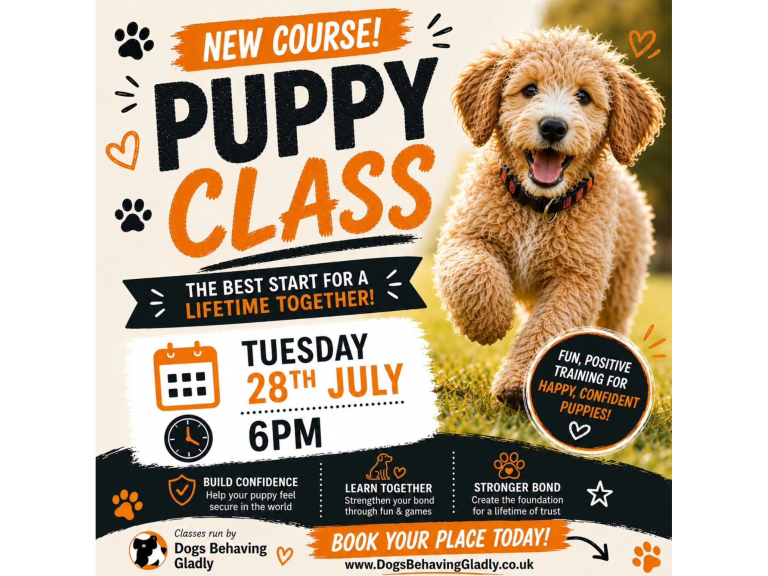 New Puppy Training Classes in Sutton Coldfield – Give Your Puppy the Best Start