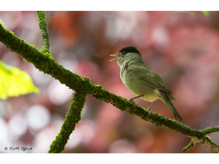 Wirral Bird Club - “Birding by Sound” -  Keith Offord