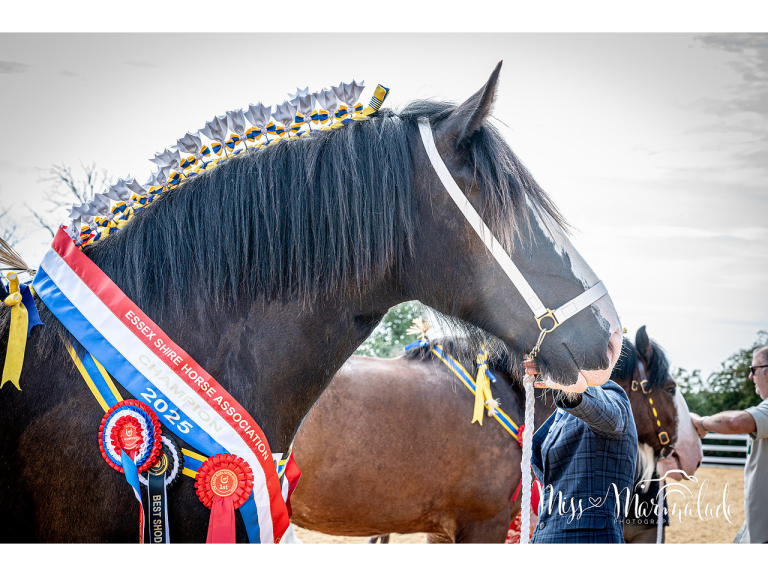 ESSEX HEAVY HORSE SHOW