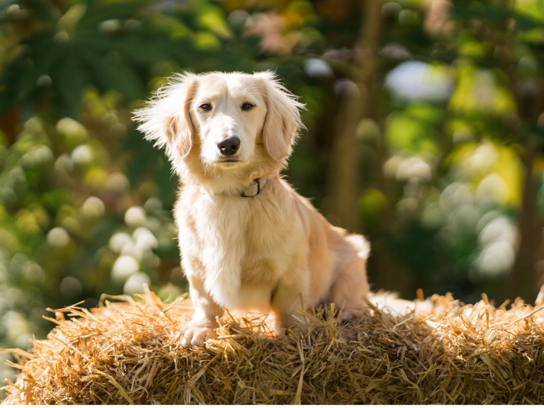 Pawsome Pooch is back at Clarks Village