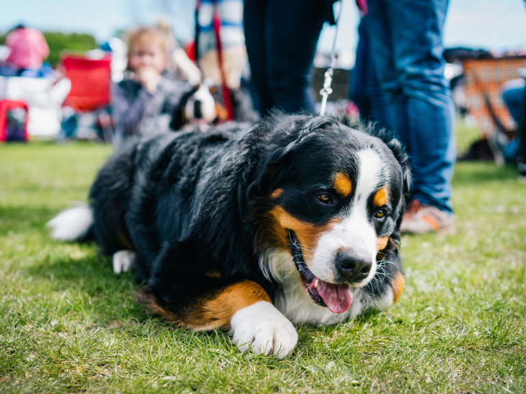 Severn Hospice Charity Dog Show 2026