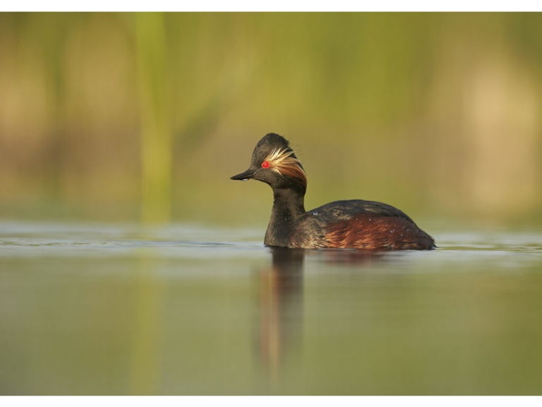 Wirral Bird Club - “By River & Sea” - Mark Sisson
