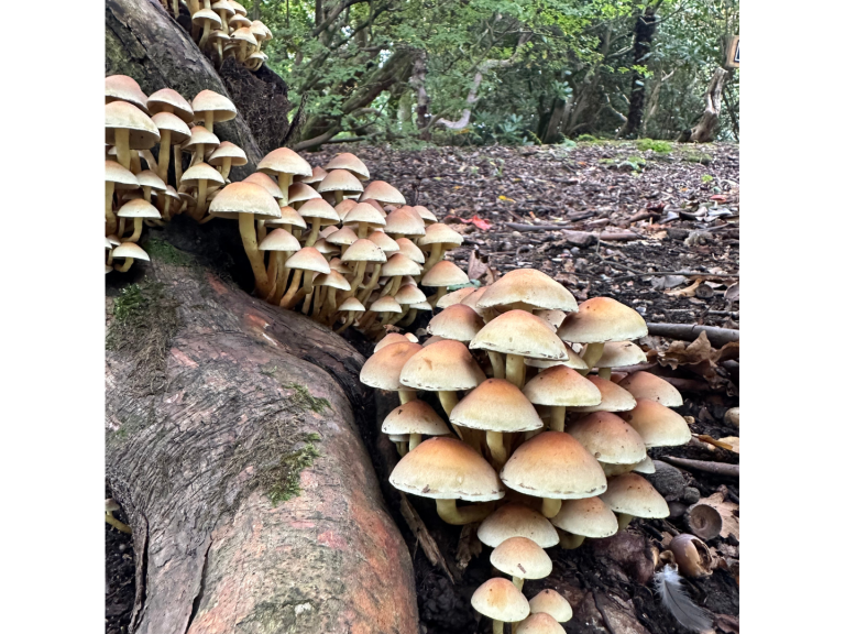 Autumn Fungi Walks