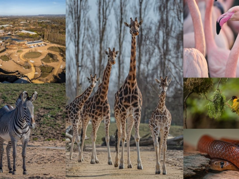 Heart of Africa at Chester Zoo