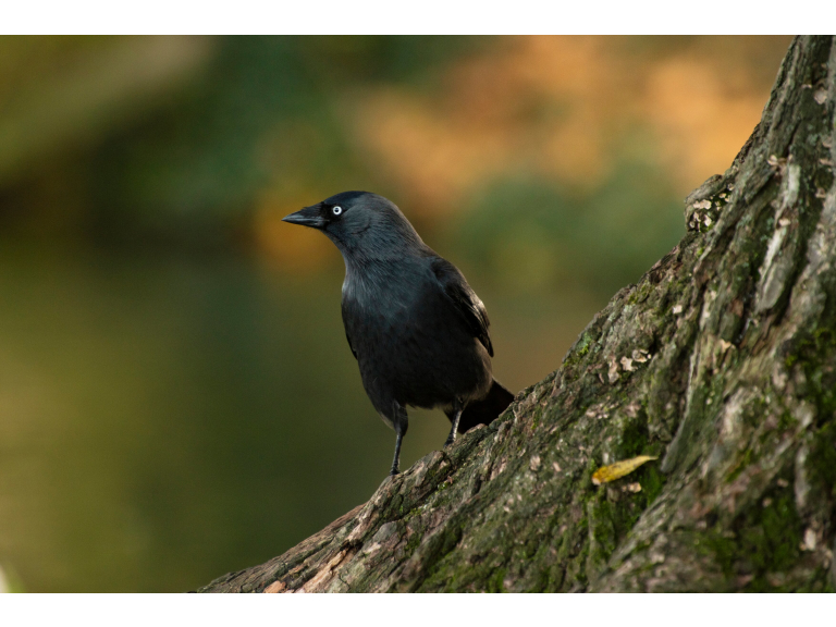 RSPB Autumn Bird Walk at Wisley