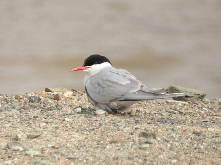 Wirral Bird Club - “Circumnavigating Svalbard - an Arctic Adventure” -  Hugh Stewart