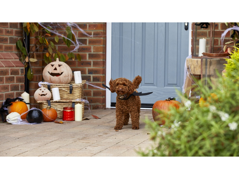 No tricks, just treats: here’s how to get fang-tastic freebies in Leicestershire this Halloween