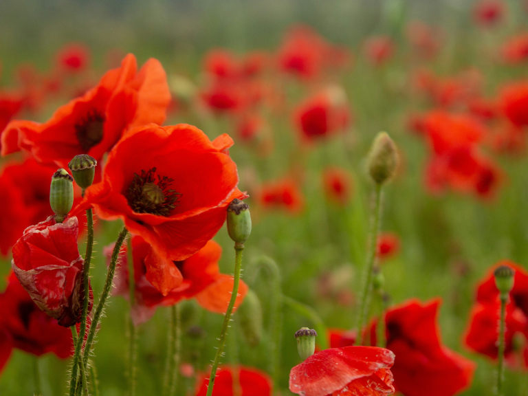 Shrewsbury Poppy Appeal Day 2026 – Military Collections, Music and Displays