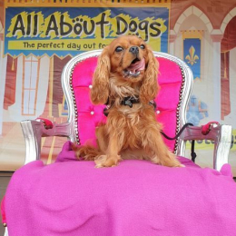All About Dogs Show Norfolk 2022