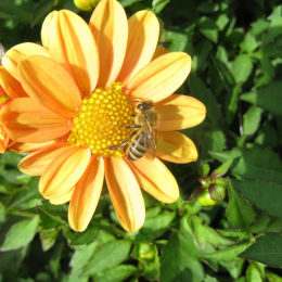 May Half Term Fun: Super Bees! 