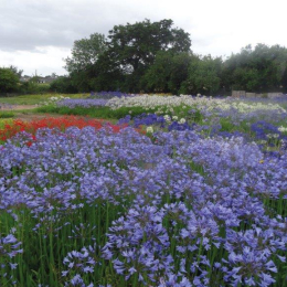 Glorious Gardens 2022 open on behalf of St Margaret's Hospice