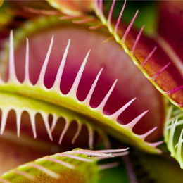 Fern and Carnivorous Plant show 