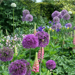 Allium Extravaganza returns to Arundel Castle this May with a floral fireworks display