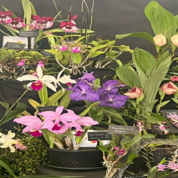 The Orchid Society of Great Britain Spring Show13th April,Squires Garden Centre,Shepperton,TW17 8SG