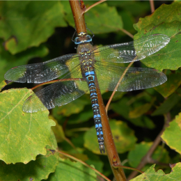 Butterflies and Dragonflies Guided Walk at RSPB Sandwell Valley