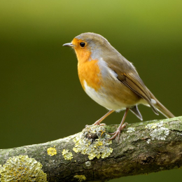Away with the Birds - A Celebration of Birds through Poem at RSPB Sandwell