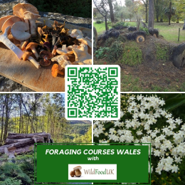 Foraging Courses with Wild Food UK - Wales