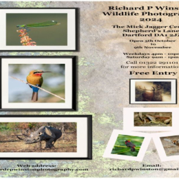 Wildlife Photography Exhibition 5th October - 9th November 2024 at the Mick Jagger Centre Dartford