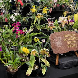 Sheffield Orchid show and Exotic Plant Fair