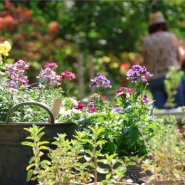 Specialist Spring Plant Fair