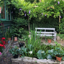 National Garden Scheme - Terrace House Garden, Hertford