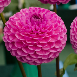 Visitors Dahlia Competition