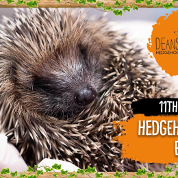 Help support Deanshanger Hedgehog Rescue 